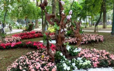 Tăng cường chống trộm hoa ở Hồ Gươm