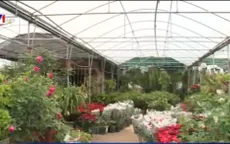 Bảo tồn và phát triển giống hoa hồng cổ Sa Pa