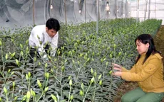 Lâm Đồng có thể cung ứng đủ hoa Tết
