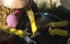 Kinh hãi cơ sở dùng hóa chất màu đen để... nhổ lông vịt