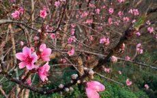 Hoa đào, mai nở sớm trước dịp Tết Đinh Dậu 2017