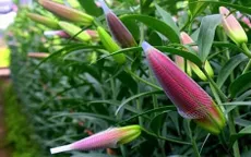 Thời tiết nóng ấm, người trồng ly tại Hà Nội thiệt hại cả tỷ đồng