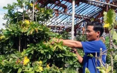 Nguy cơ thiếu hoa mai Tết do mưa lũ miền Trung
