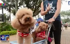 Thú cưng đi chơi bằng... xe nôi tại Hong Kong, Trung Quốc