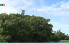 Giữ rừng bằng hương ước