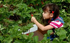 Mỹ: Dân thành thị thích thú trải nghiệm làm nông dân