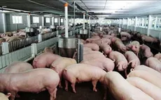 Cuộc chiến với chất cấm trong chăn nuôi: Phải xử tận gốc!