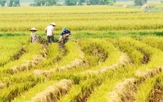 Mê hồn vẻ đẹp làng quê Bắc Bộ vào mùa gặt