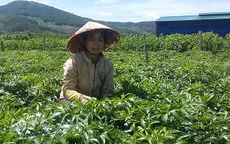 Lâm Đồng: Tìm đầu ra cho cây dược liệu đương quy