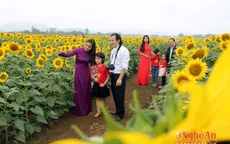 Nghệ An sẵn sàng cho Ngày hội Hoa hướng dương 2016