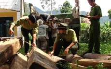 Bắt vụ vận chuyển lâm sản lớn nhất tại Gia Lai
