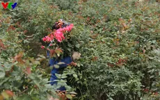 Hoa hồng Tây Tựu giá tăng mạnh trong dịp 8/3