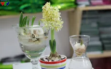 Đón Tết Bính Thân sớm với hoa lạ và cây cảnh tự trồng tại nhà