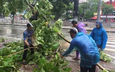 Cây xanh Hà Nội bị bật gốc, gãy đổ lộ nguyên bầu rễ: Trách nhiệm thuộc về ai?