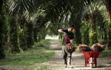 Indonesia cấm cơ sở sản xuất dầu cọ mới