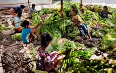Lao động trẻ em trên những cánh đồng thuốc lá tại Indonesia