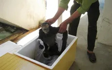 Khánh Hòa trưng cầu giám định 9 cá thể nghi voọc Chà Vá
