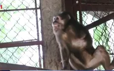 Thủ đoạn nhẫn tâm của những kẻ săn bắt động vật hoang dã