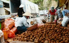 Mạo danh nông sản Đà Lạt: Tràn lan và dai dẳng!