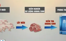 Khó kiểm nghiệm dư lượng kháng sinh trong chăn nuôi