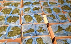 Hà Nội: Thu giữ gần 3 tấn lá Khat