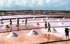 Vụ muối bội thu, diêm dân Bến Tre may mắn… hòa vốn