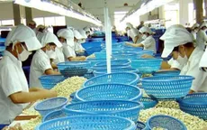 Ngành điều và cơ hội vàng từ thị trường Hoa Kỳ