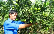 Bỏ phố về quê lập nghiệp, giám đốc trẻ thu nhập hàng chục triệu đồng/tháng