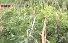 Bình Phước: Lốc xoáy gây thiệt hại hàng tỉ đồng
