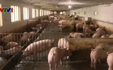 Hộ nuôi lợn Bắc Giang không bị ảnh hưởng nhiều vì giá bán giảm
