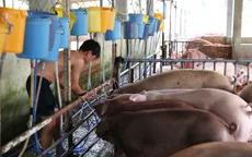 Bình Dương: Xử phạt chủ cơ sở bơm thuốc an thần vào lợn