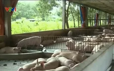 Bến Tre: Hàng nghìn con heo chết nghi do nước nhiễm mặn