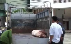 Hà Tĩnh: Phát hiện ô tô chở lợn chết về làm thịt bán