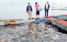 Phát triển nghề nuôi cá lồng tạo sinh kế cho người nông dân (17h20, 11/11, VTV1)