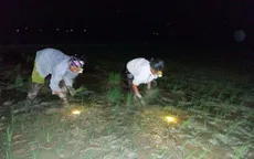 Nông dân Nghệ An cấy đêm tránh nắng nóng