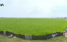 Nam Trung Bộ: Khô hạn gia tăng, nạn chuột hoành hành