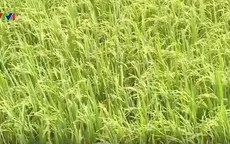 ĐBSCL: Nông dân phấn khởi vì giá lúa tăng trở lại