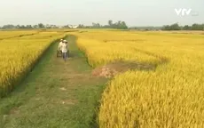 Xuất khẩu trầm lắng, giá gạo tại ĐBSCL sụt giảm