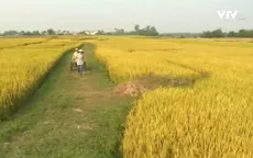 Giá lúa ĐBSCL tăng nhẹ trở lại