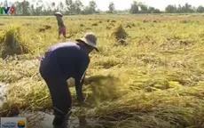 Thương lái không thu mua, người trồng lúa Kiên Giang điêu đứng
