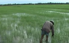 Nguy cơ trễ vụ Đông Xuân tại Phú Yên