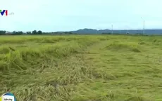 Lúa thu hoạch gặp mưa lớn, nông dân thiệt hại nặng