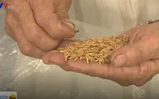 "Loạn" thị trường lúa giống