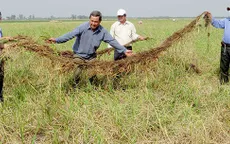 Nông dân An Giang thất thu lúa mùa nổi vì lũ nhỏ