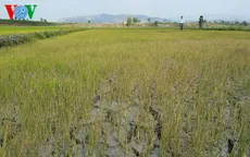 PTTg Nguyễn Xuân Phúc làm việc về chống hạn khu vực Tây Nguyên