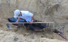 Mai táng cá heo hơn 300kg dạt vào bờ biển Quảng Ngãi