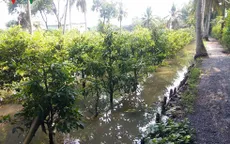 50.000 gốc mai ở TP.HCM chìm trong biển nước