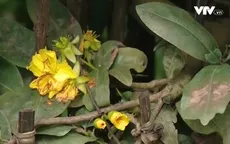 Nông dân Bình Định xoay sở "cứu" vùng mai Tết sau lũ