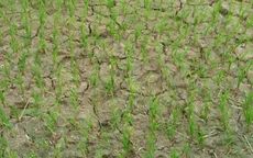 Nước tưới vụ Đông Xuân tại Quảng Nam nhiễm mặn