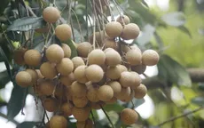 Nhãn Miền Thiết (Hưng Yên) không bị xông lưu huỳnh